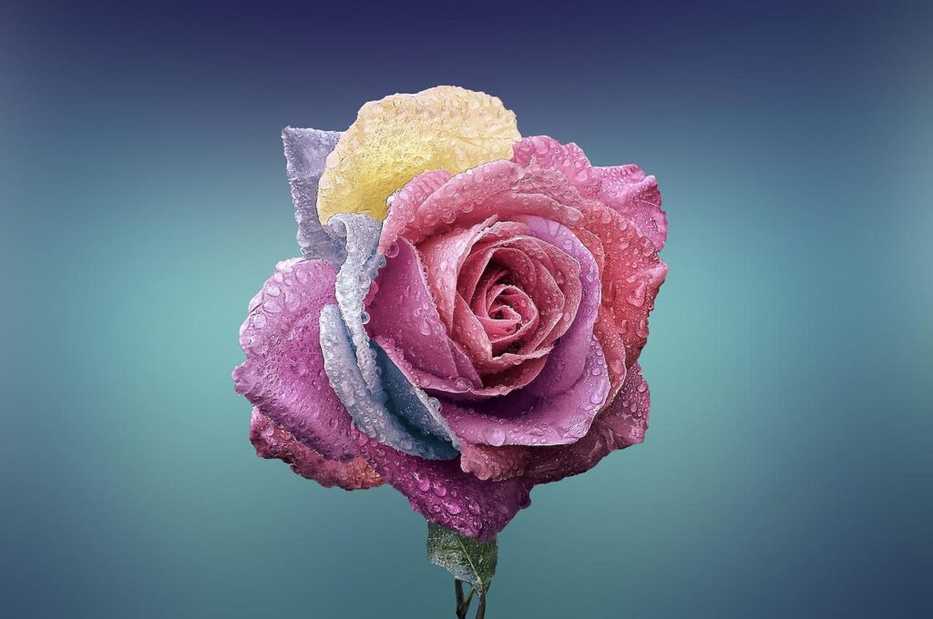 rose, flower, love-729509.jpg